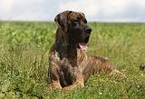 DOGUE ALLEMAND 365